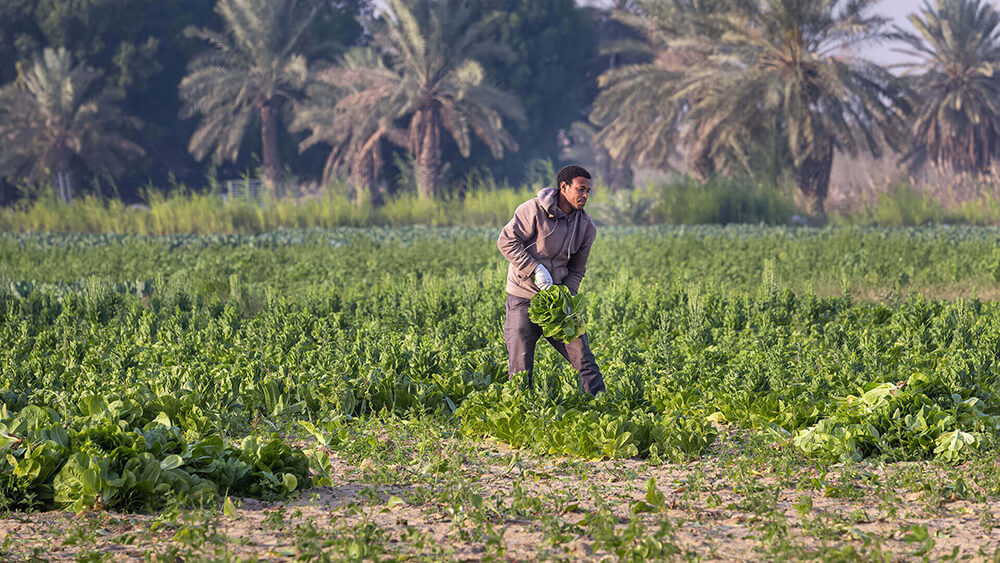 How can countries within the GCC Guarantee their food security?