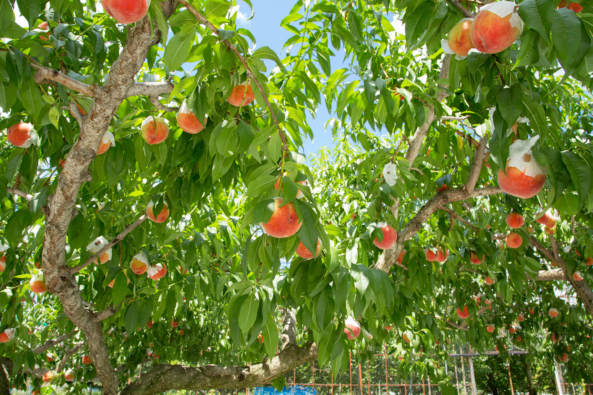 KHALIDIYA FARM