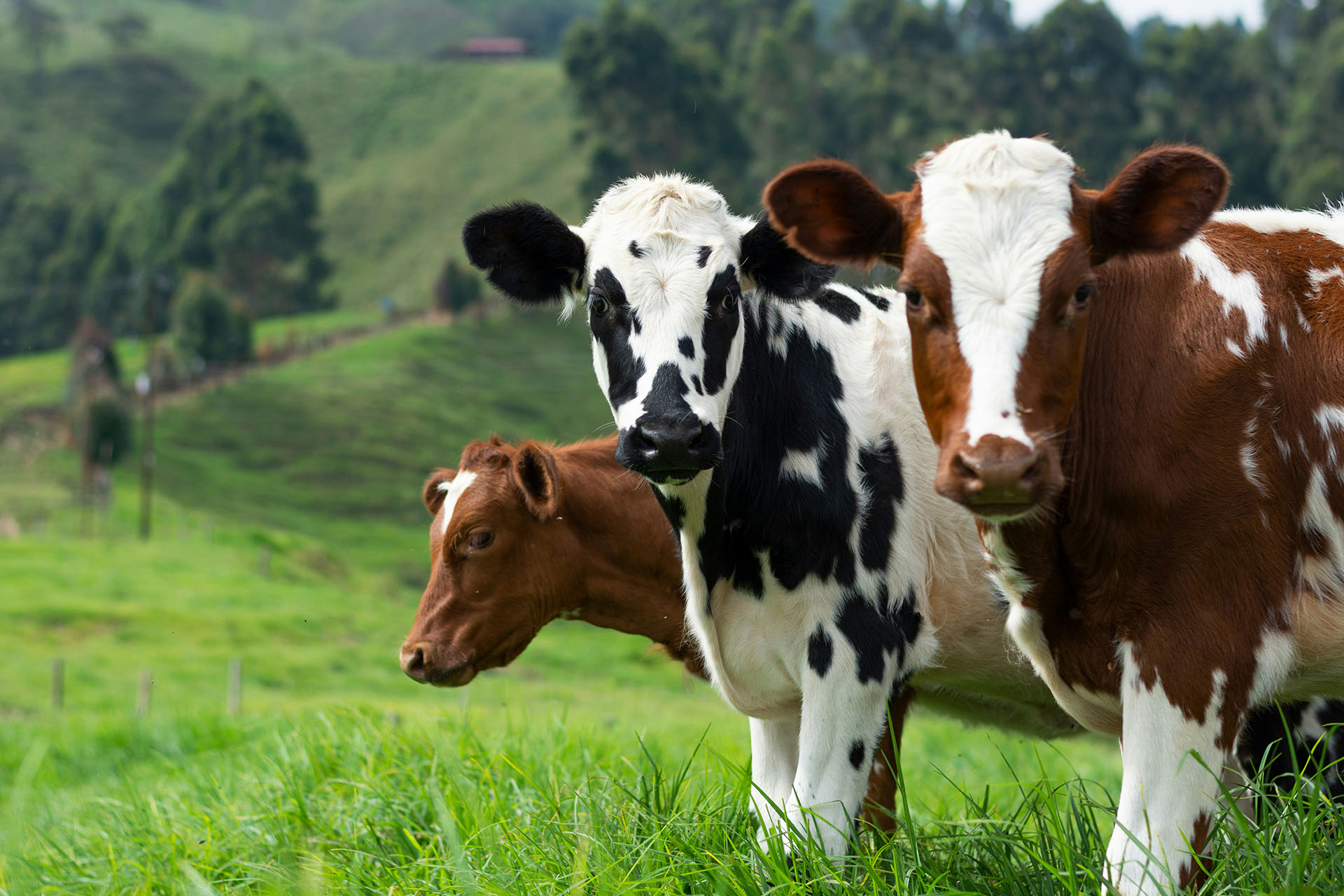 Meat consumption expected to increase by over 70% by 2050