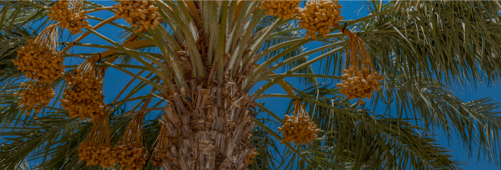 agriculture jordan